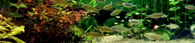 Náhradní filtrační kazety pro akvaristiku